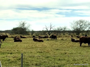 Santa Gertrudis cattle