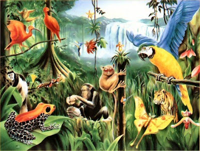 animals in rainforest. of animals in rainforest