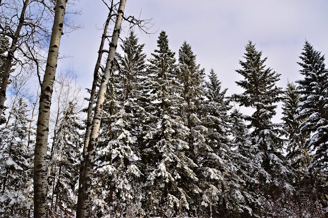 spruce trees, snow, october, Central Alberta, cohanmagazine