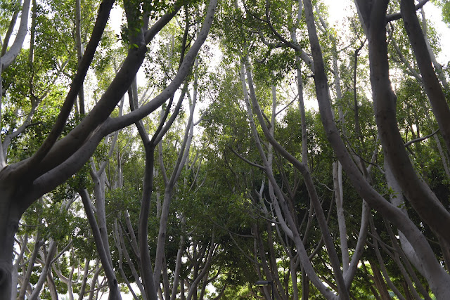 Trees and branches photography blue sky blue skies california nature