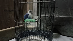 https://www.mysomer.com/2019/11/alternatif-mengatasi-lovebird-yang-sering-di-bawah-sangkar.html