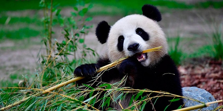  Panda Menghabiskan Waktu 14 Jam Hanya untuk Makan