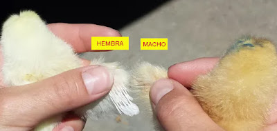 ¿Cómo Saber Si un Pollito es Macho o Hembra?