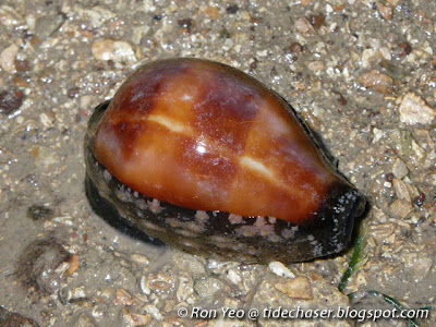 Onyx Cowrie (Erronea onyx)