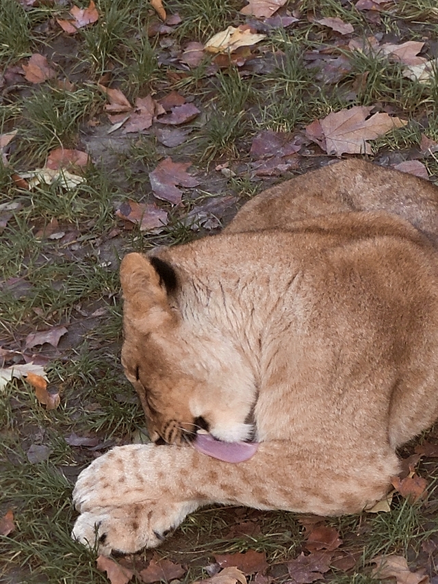 Antwerpen: in de zoo - de familie leeuw