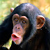 The Chimpanzee Theory