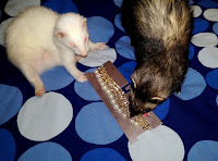 white sable ferrets playing pearl necklace jewelry gold chains fancy