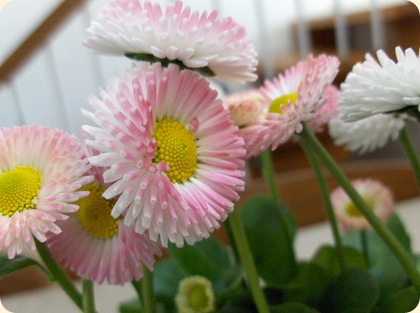 Bellis