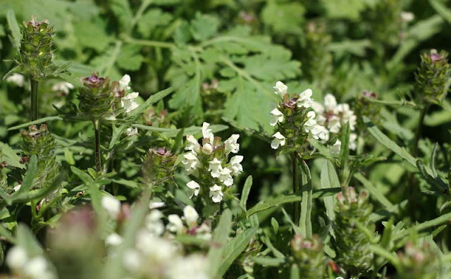 Prunella laciniata Flowers Pictures