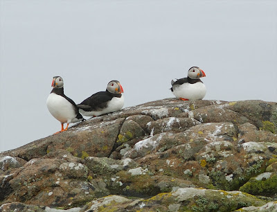 puffin (Fratercula arctica)