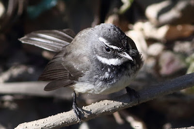 Spot-breasted Fantail