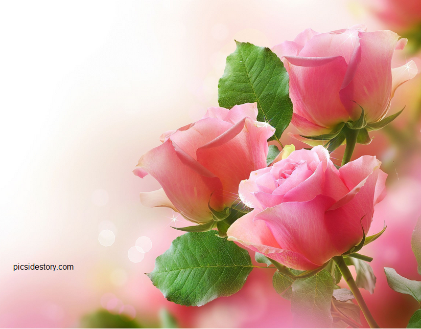 50 Gambar Bunga Cantik  Dan Indah Ayeey com