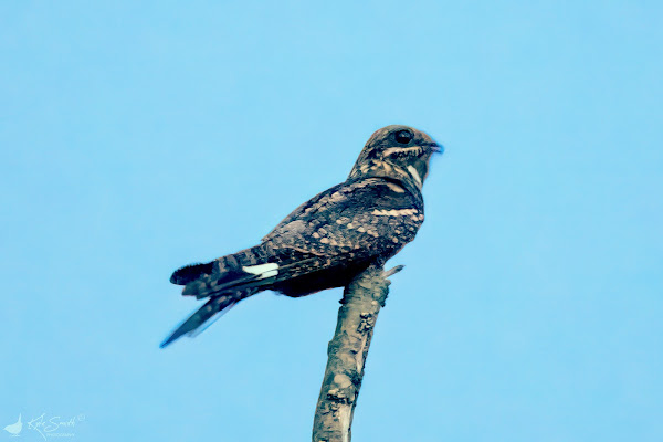 Nightjar