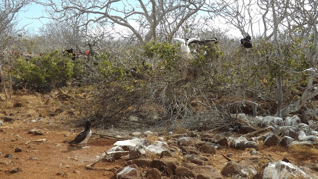 Fragatas en Isla Seymour Norte (Galápagos)