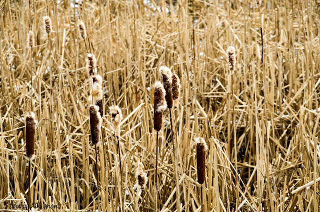 Pałka wodna Typha L. 