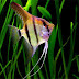 O Peixe Acará Bandeira: Um Guia Completo