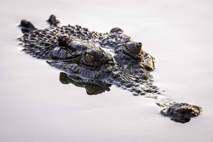 Crocodilo do tipo Crocodylus porosus avança sigilosamente