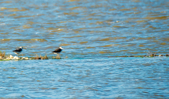 wetland water birds birding nature conservation travel pulicat lake chennai wildlife