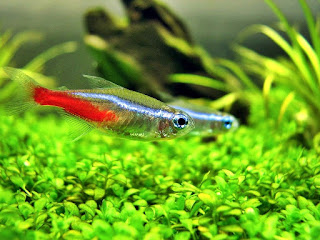 neon tetra