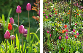 Skab lækkert forårsbed med farverige tulipaner