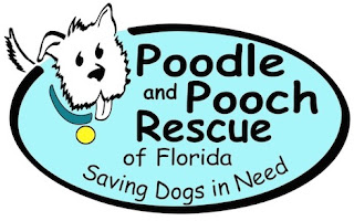 https://poodleandpoochrescue.org/