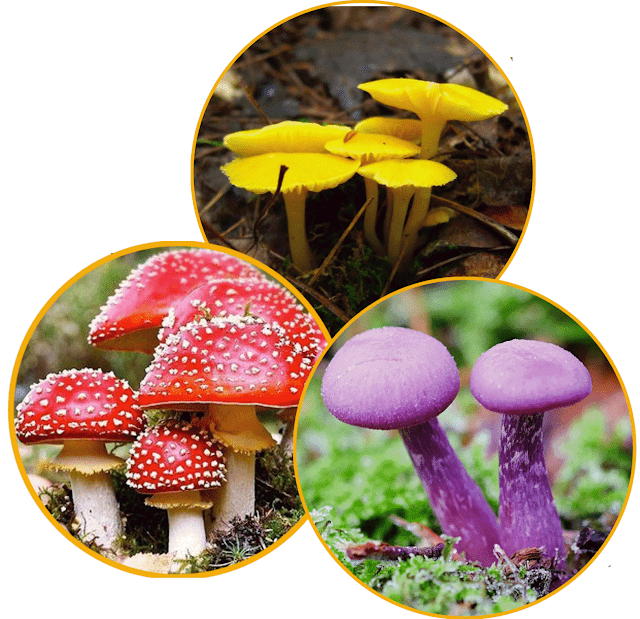 Pict: Fungi species exist in a variety of distinctive shapes and sometimes striking colors.