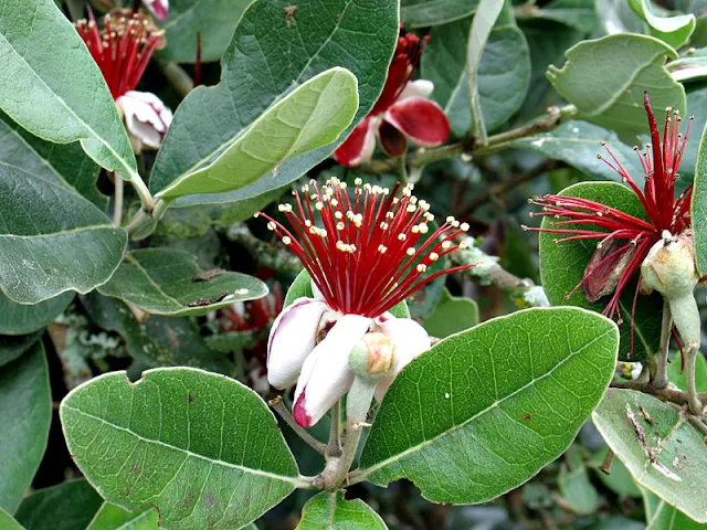 Feijoa ou Acca sellowiana Goiaba-da-serra, Goiaba-serrana, Goiaba-ananás, Goiaba-abacaxi, Goiaba-do-mato, Goiaba-do-campo, Goiaba-crioula, Araçá-do-rio-grande, Guarobí