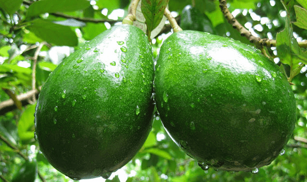 Manfaat Buah Alpukat Untuk Ibu Hamil