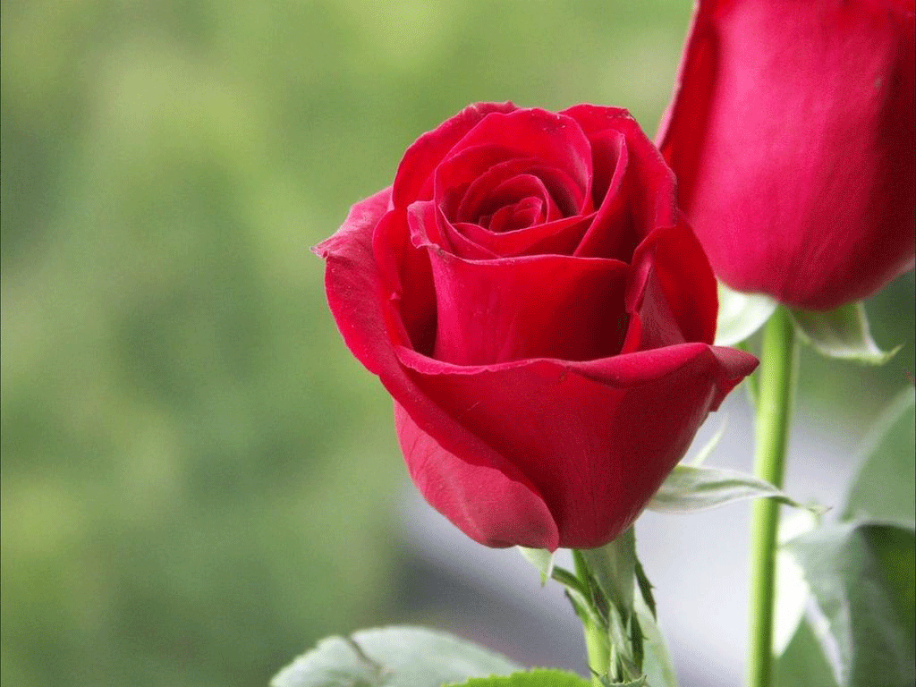 Beautiful Red  Flowers  Roses  Wallpapers  For Desktop 