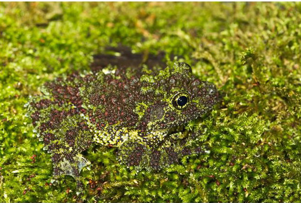 Camuflajes de la Naturaleza