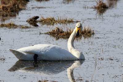 Kloekswan - Wilde Zwaan - Cygnus cygnus