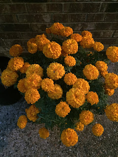 marigolds