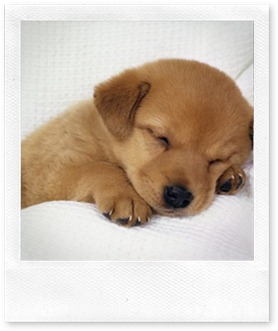 dog_sleeping_5436_1024_768