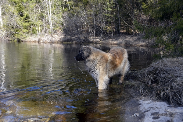 leonberger