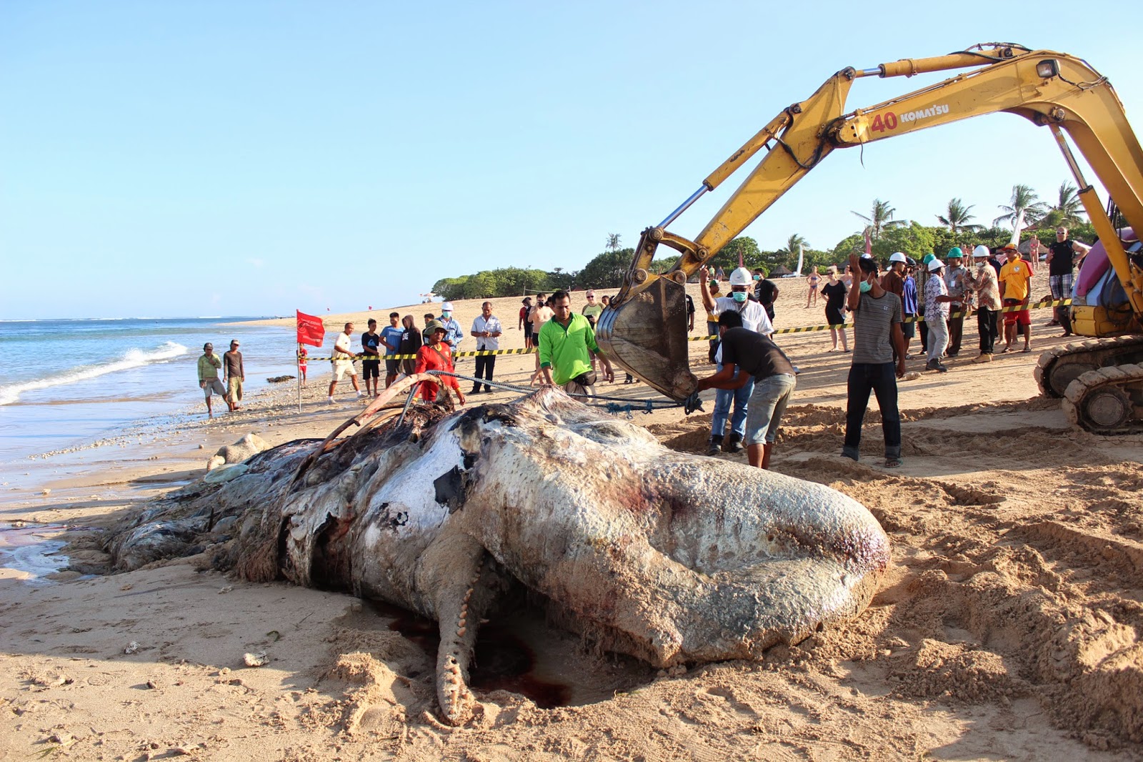 PENANGANAN PAUS SPERMA TERDAMPAR DI PANTAI MENGIAT NUSA 