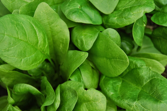 Health benefits of Spinach