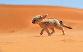 Funny animals of the week - 7 February 2014 (40 pics), fennec fox in the desert