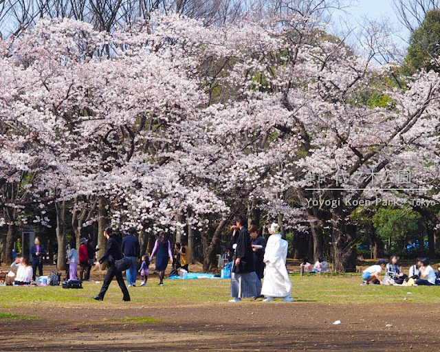 代々木公園の桜