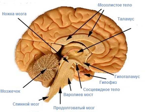labeled_diagram_human_brain_sagittal