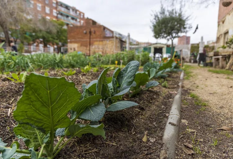 How to Create a Better Microclimate in Your Garden