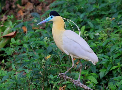 Capped Heron