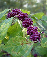 Click for Larger Image of Purple Berries