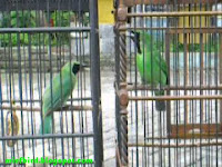 http://miefbird.blogspot.com/2015/08/cara-mudah-beternak-burung-cucak-hijau.html