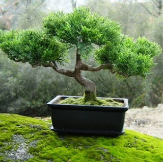 sembrar bonsai