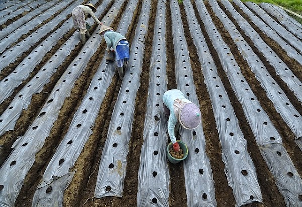 Rincian Biaya Modal Perjuangan Pupuk Pertanian Untuk Pemula