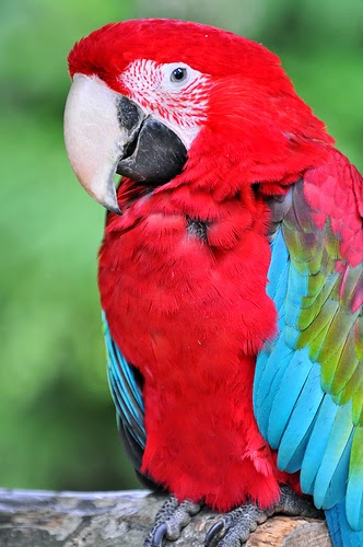 25 Gambar Burung Yang Menakjubkan