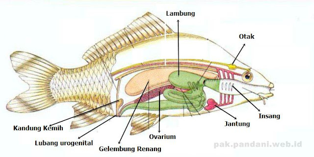 Berikut ini gambar anatomi tubuh Pisces ikan Sebutkan 