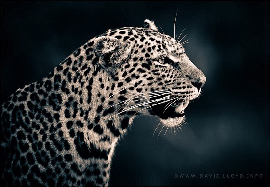 wild leopard photos