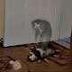 ¿Tienen las Mascotas Alma? Explorando un Vínculo Profundo