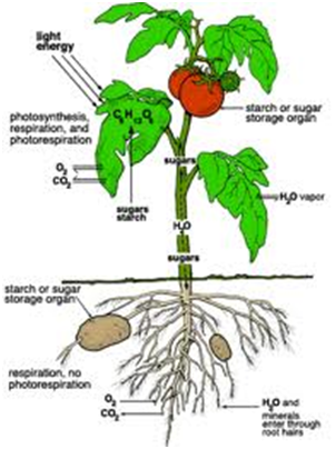 Jenis Enzim Pada Tumbuhan  Dan  Fungsinya 